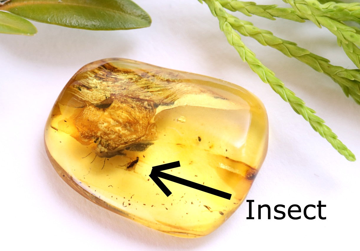 Ancient Baltic Amber Fossil – 2 X 40M-Year Insect Inclusion