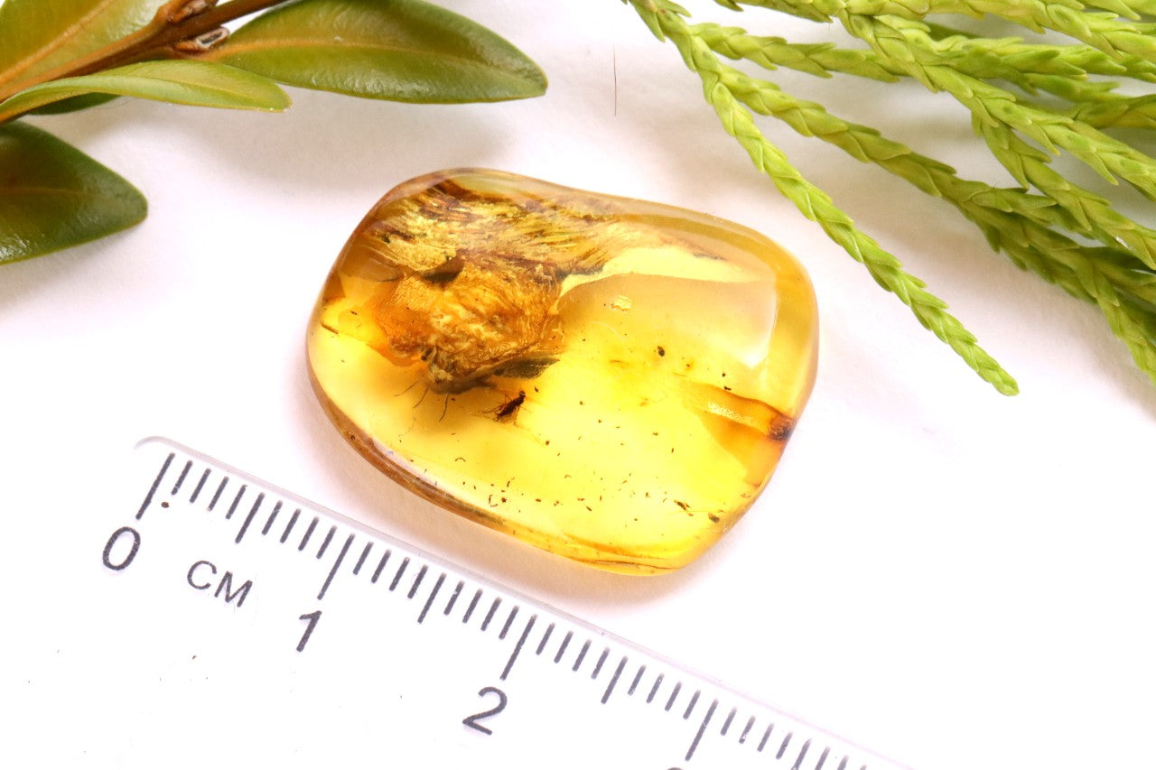 Ancient Baltic Amber Fossil – 2 X 40M-Year Insect Inclusion