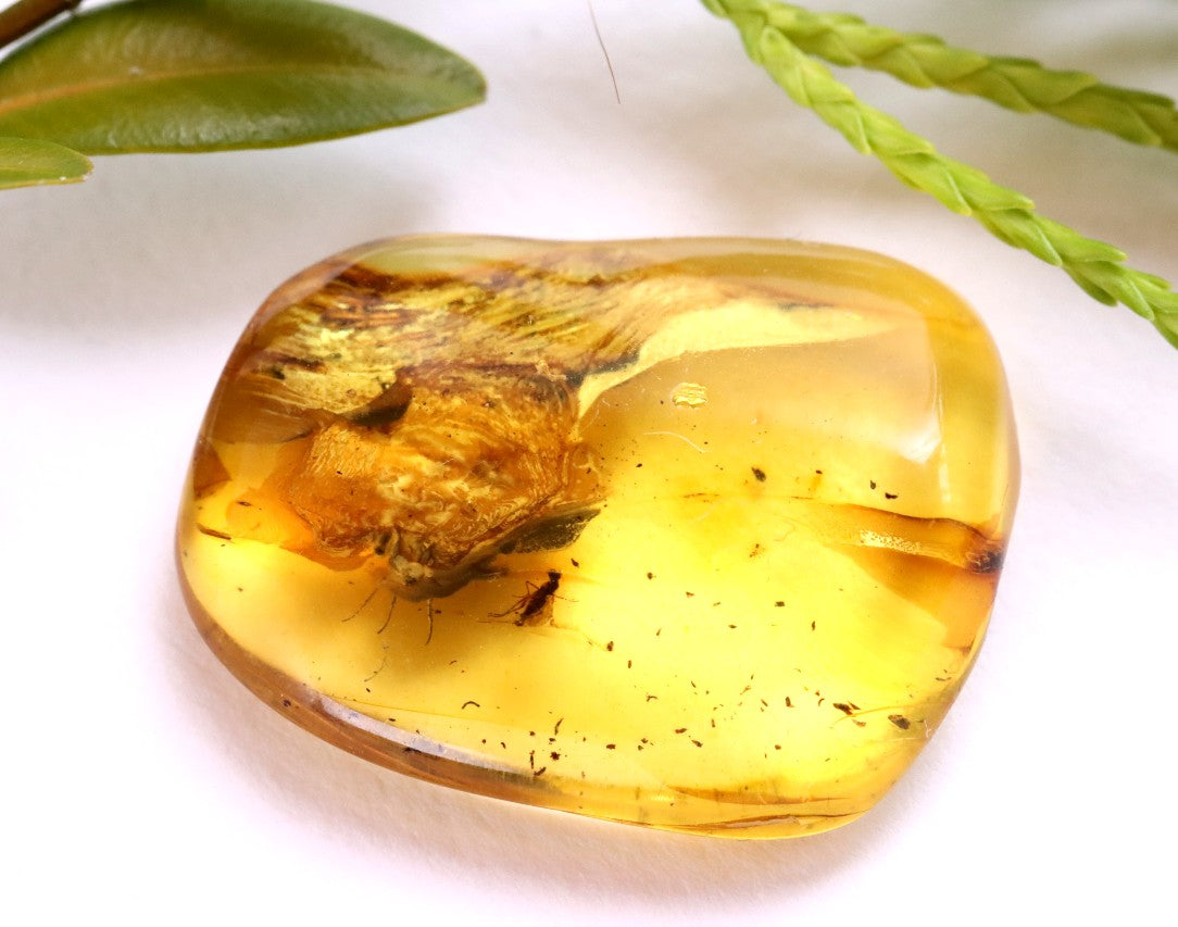 Ancient Baltic Amber Fossil – 2 X 40M-Year Insect Inclusion
