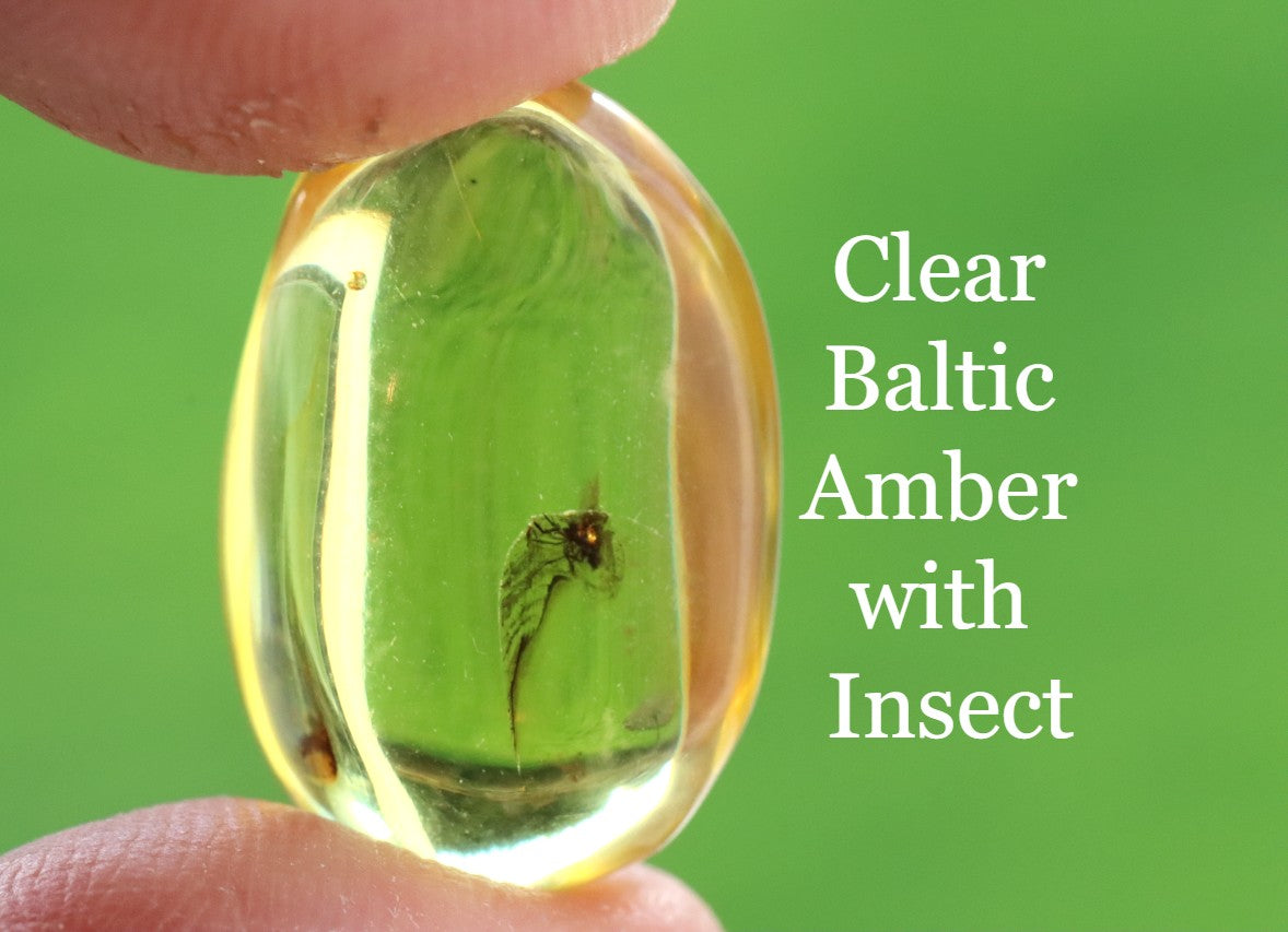 Clear Baltic Amber with Insect