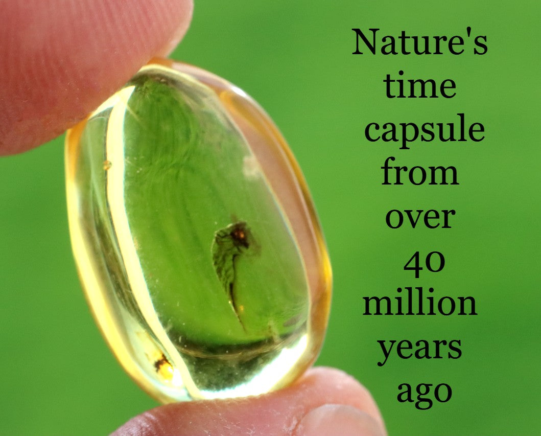 Clear Baltic Amber with Insect