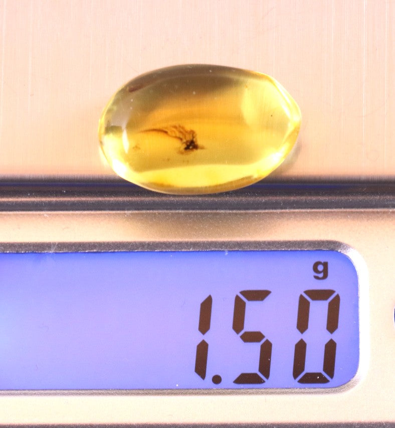 Clear Baltic Amber with Insect