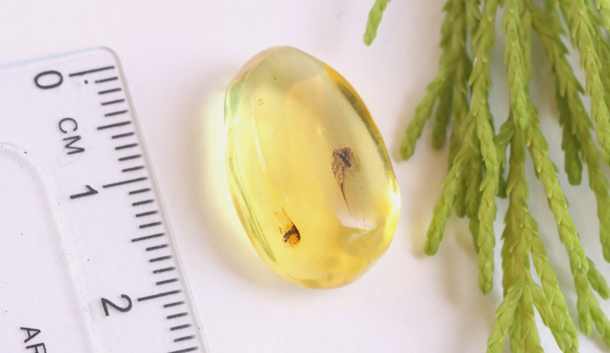 Clear Baltic Amber with Insect