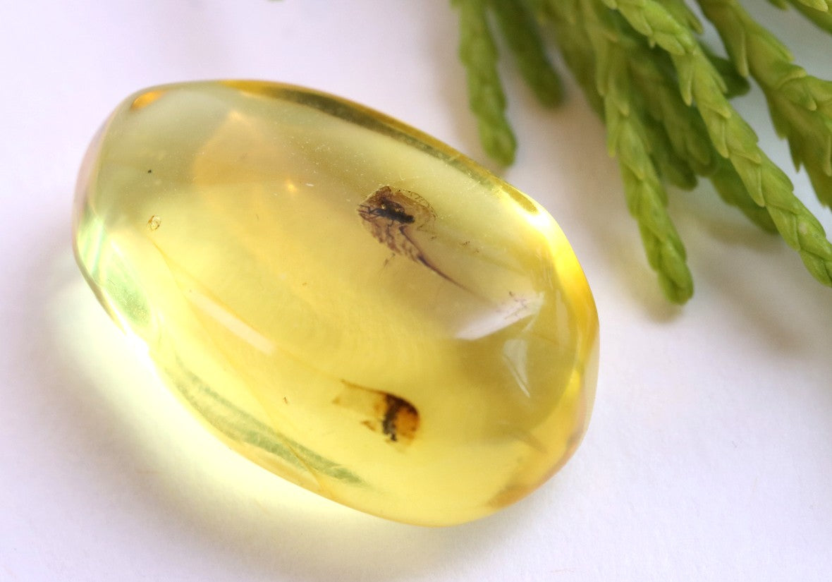 Clear Baltic Amber with Insect