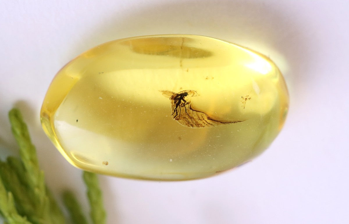 Clear Baltic Amber with Insect
