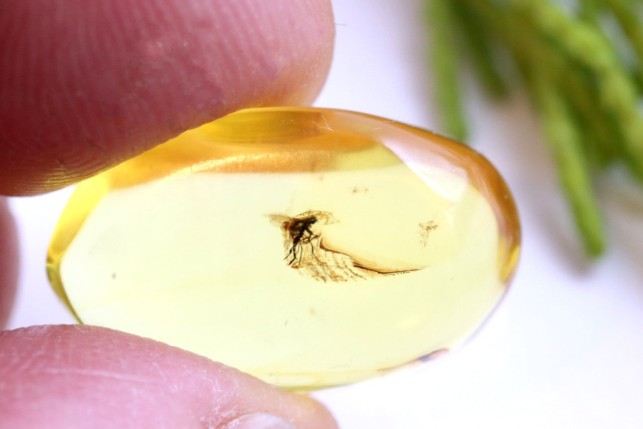 Clear Baltic Amber with Insect