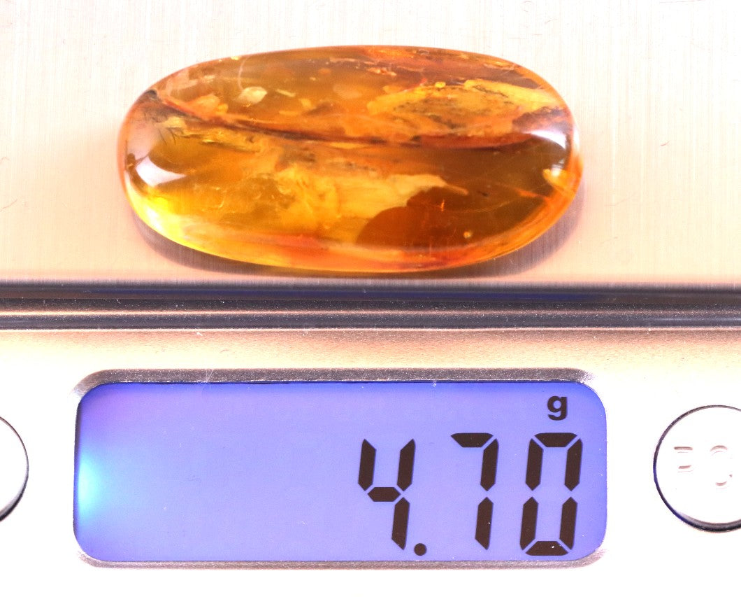Baltic Amber with Visible Fly Inclusion