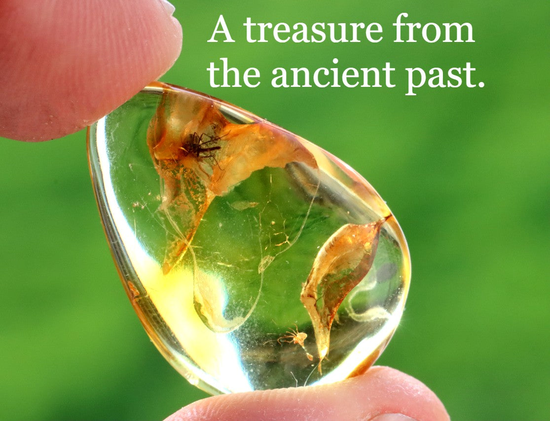 40 Million Year Old Baltic Amber Insect Inclusion