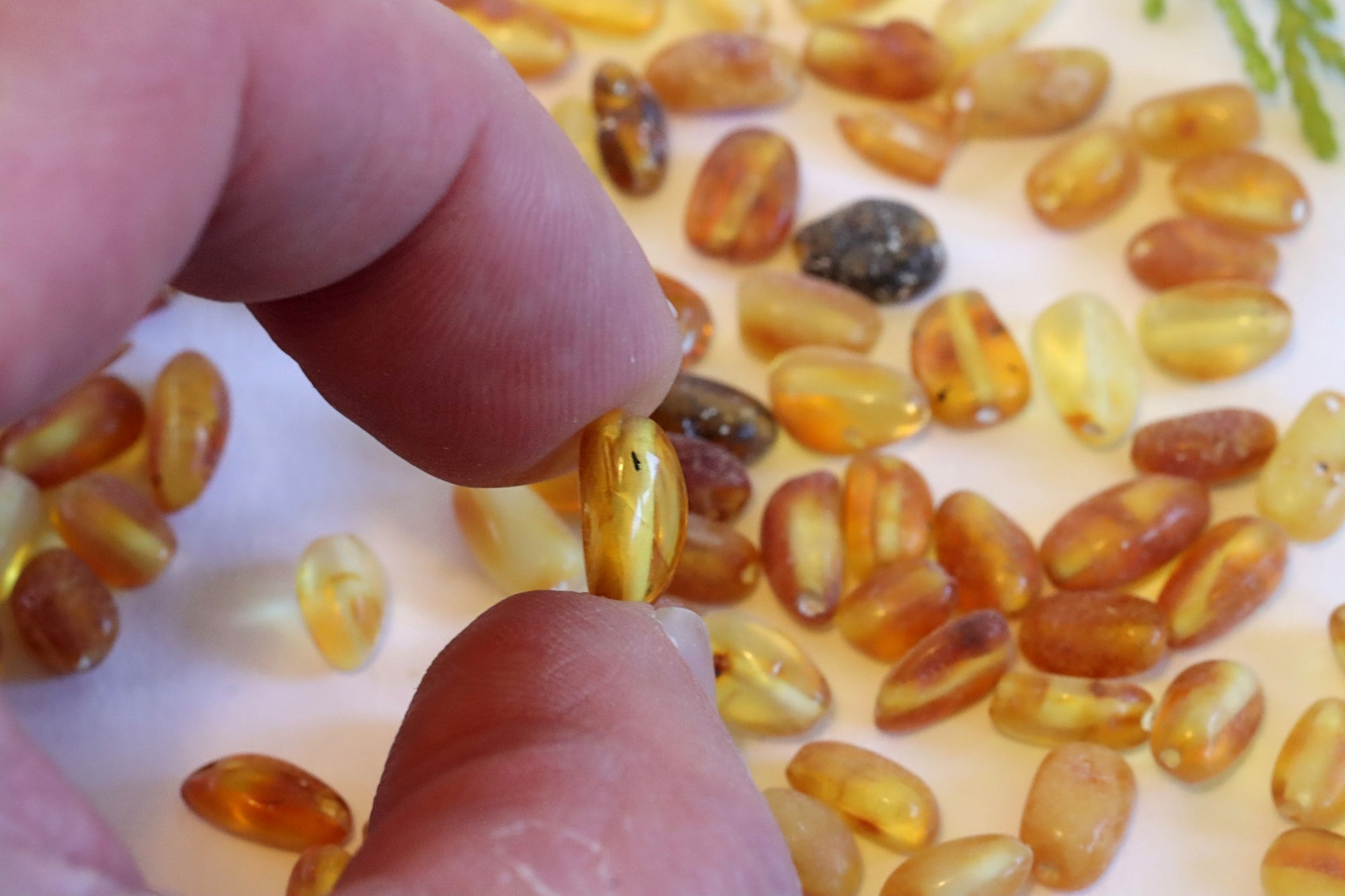 Semi Polished Bean Shaped Amber Beads - 100 beads in 15 grams