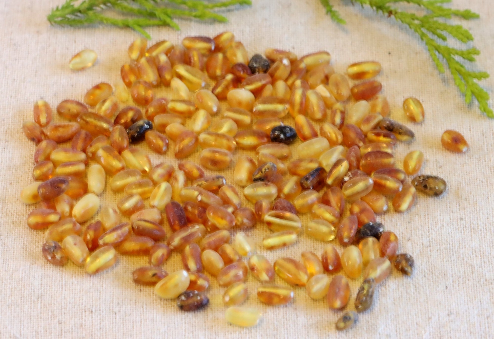 Semi Polished Bean Shaped Amber Beads - 100 beads in 15 grams