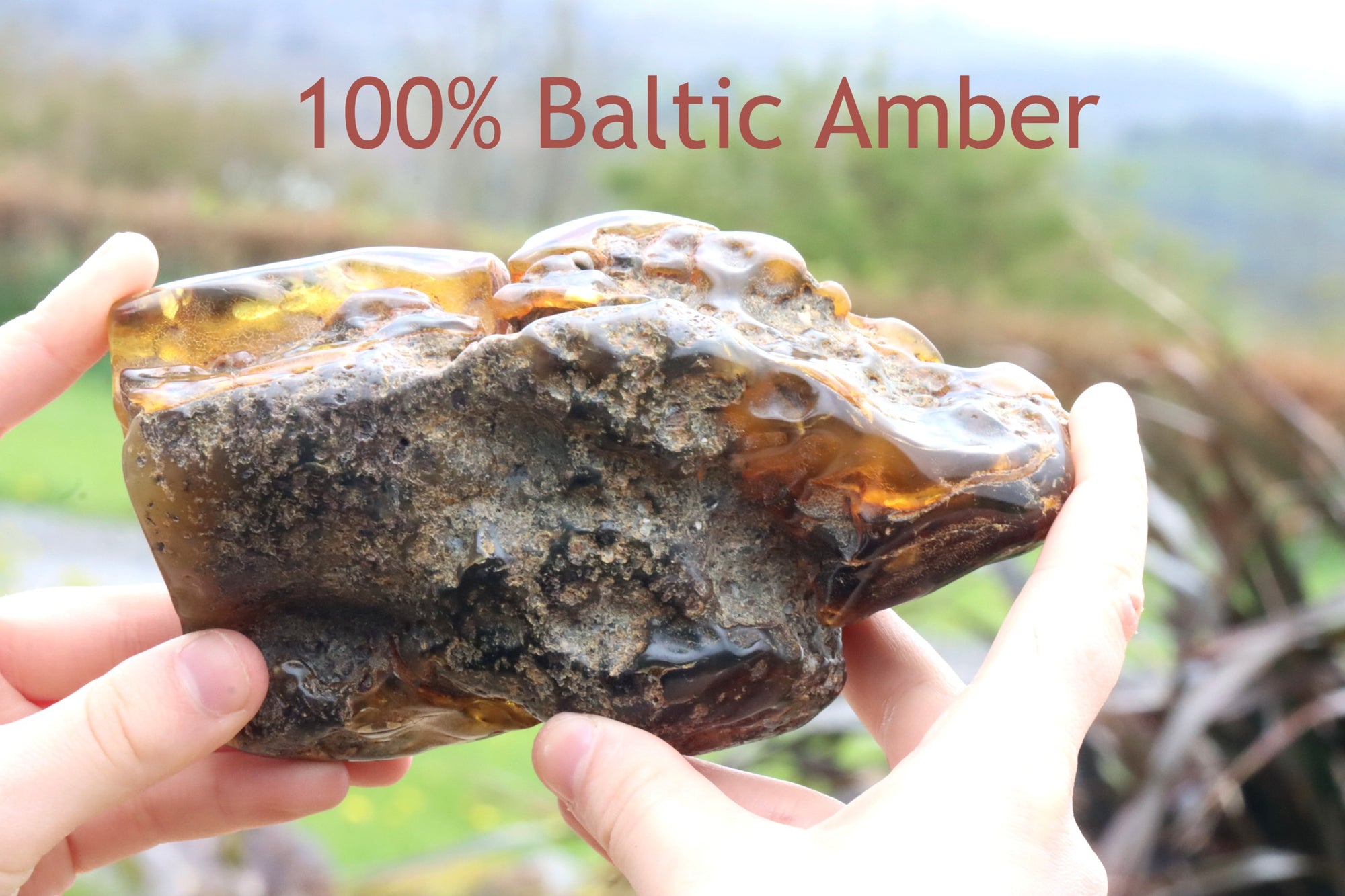 Unbelievable Large 322g Baltic Amber Collector's Gem