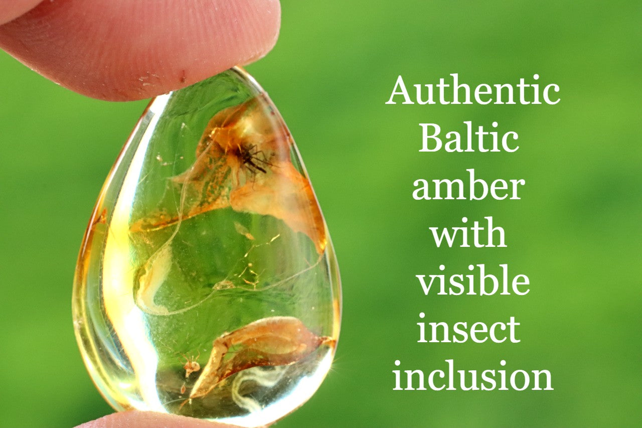 40 Million Year Old Baltic Amber Insect Inclusion