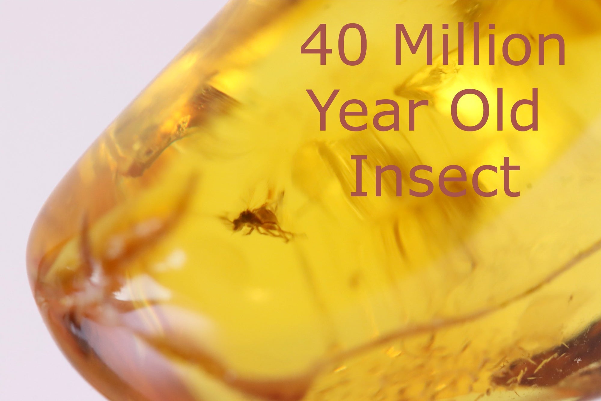 40 million year old Insect in Baltic Amber Amulet
