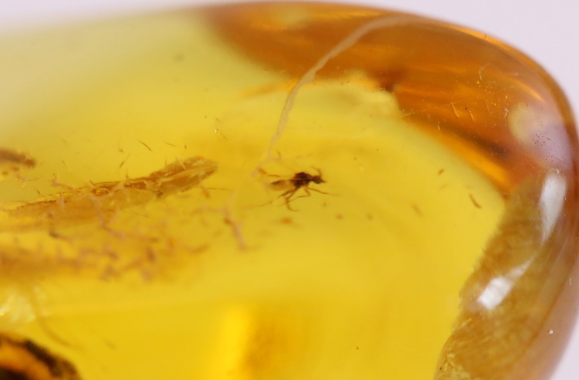 40 million year old Insect in Baltic Amber Amulet