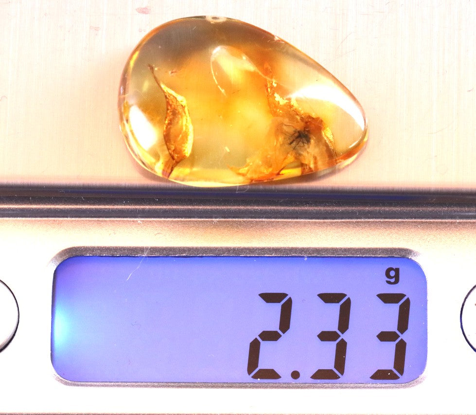 40 Million Year Old Baltic Amber Insect Inclusion