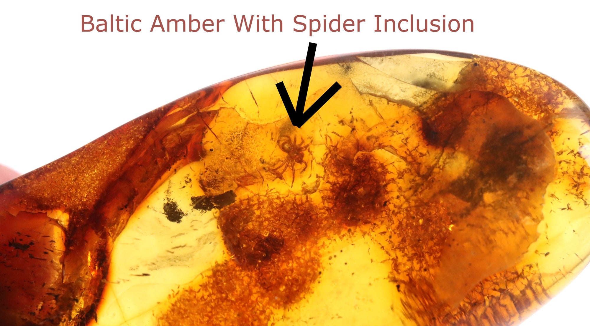 40 Million year Old Baltic Amber Spider Inclusion