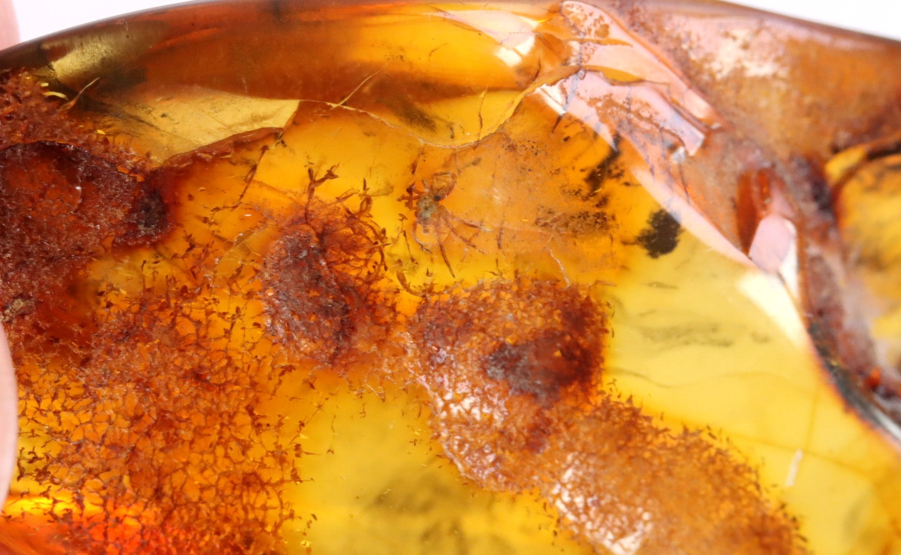 40 Million year Old Baltic Amber Spider Inclusion