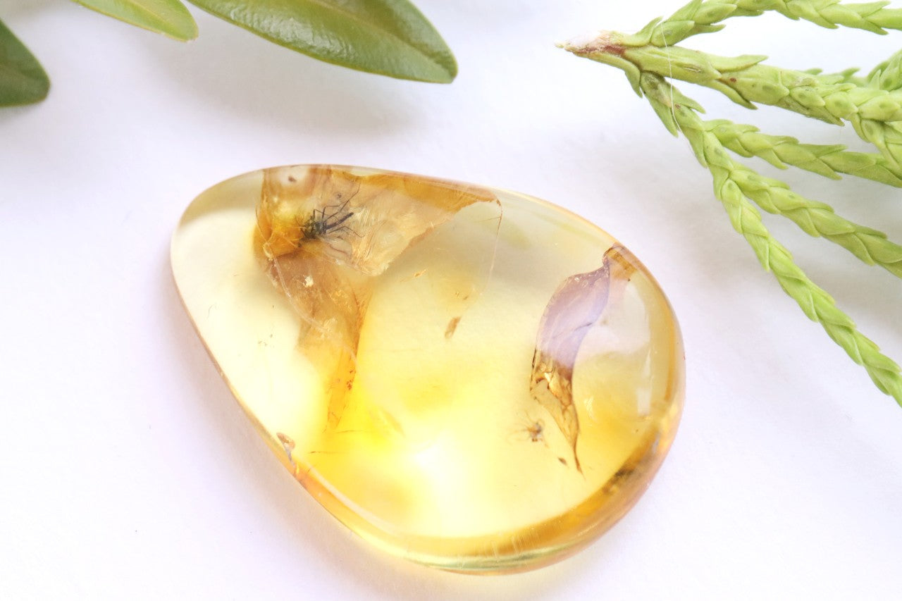 40 Million Year Old Baltic Amber Insect Inclusion