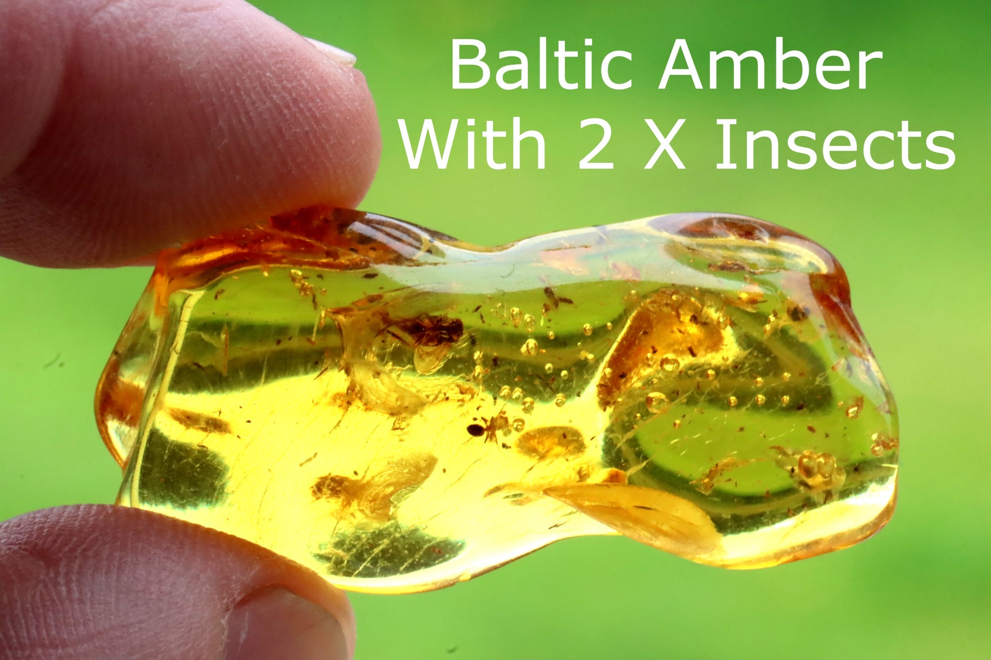 2 X 40 Million year old Insects and Air Bubbles Inclusion in Baltic Amber.
