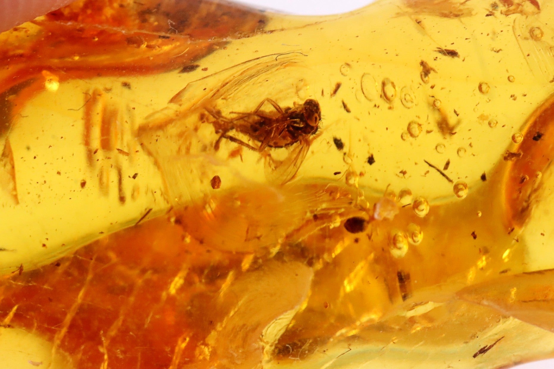 2 X 40 Million year old Insects and Air Bubbles Inclusion in Baltic Amber.