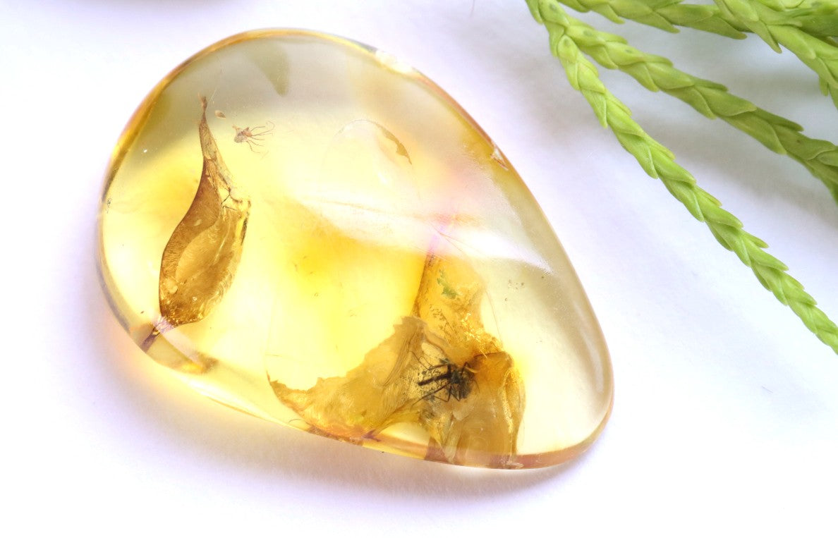 40 Million Year Old Baltic Amber Insect Inclusion