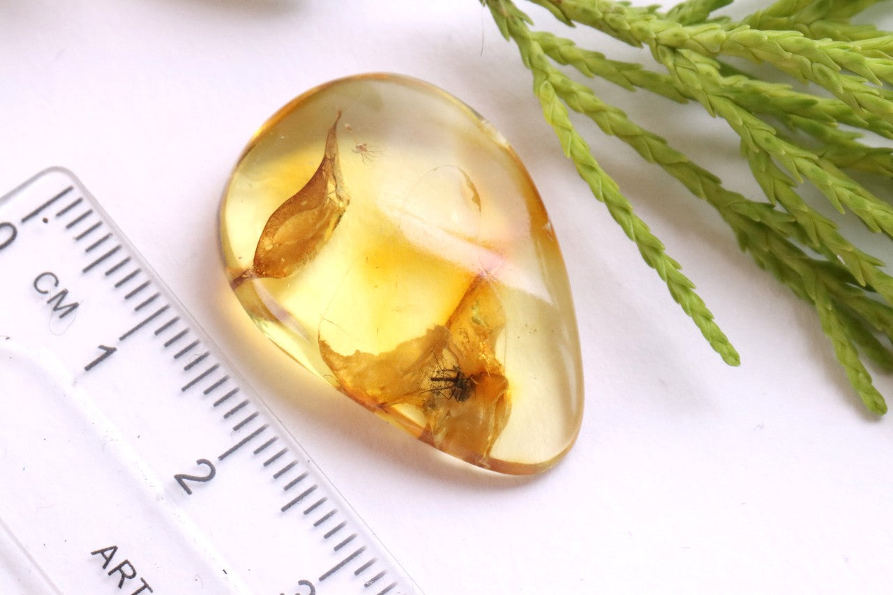40 Million Year Old Baltic Amber Insect Inclusion