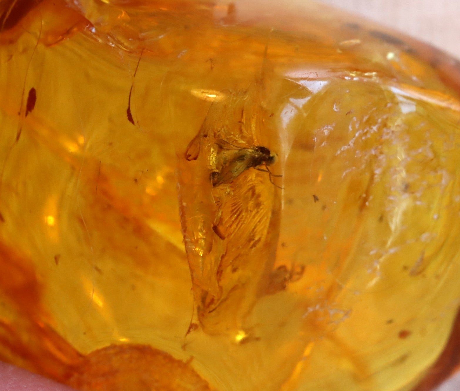 40 Million year Old Baltic Amber with Insect Inclusion.
