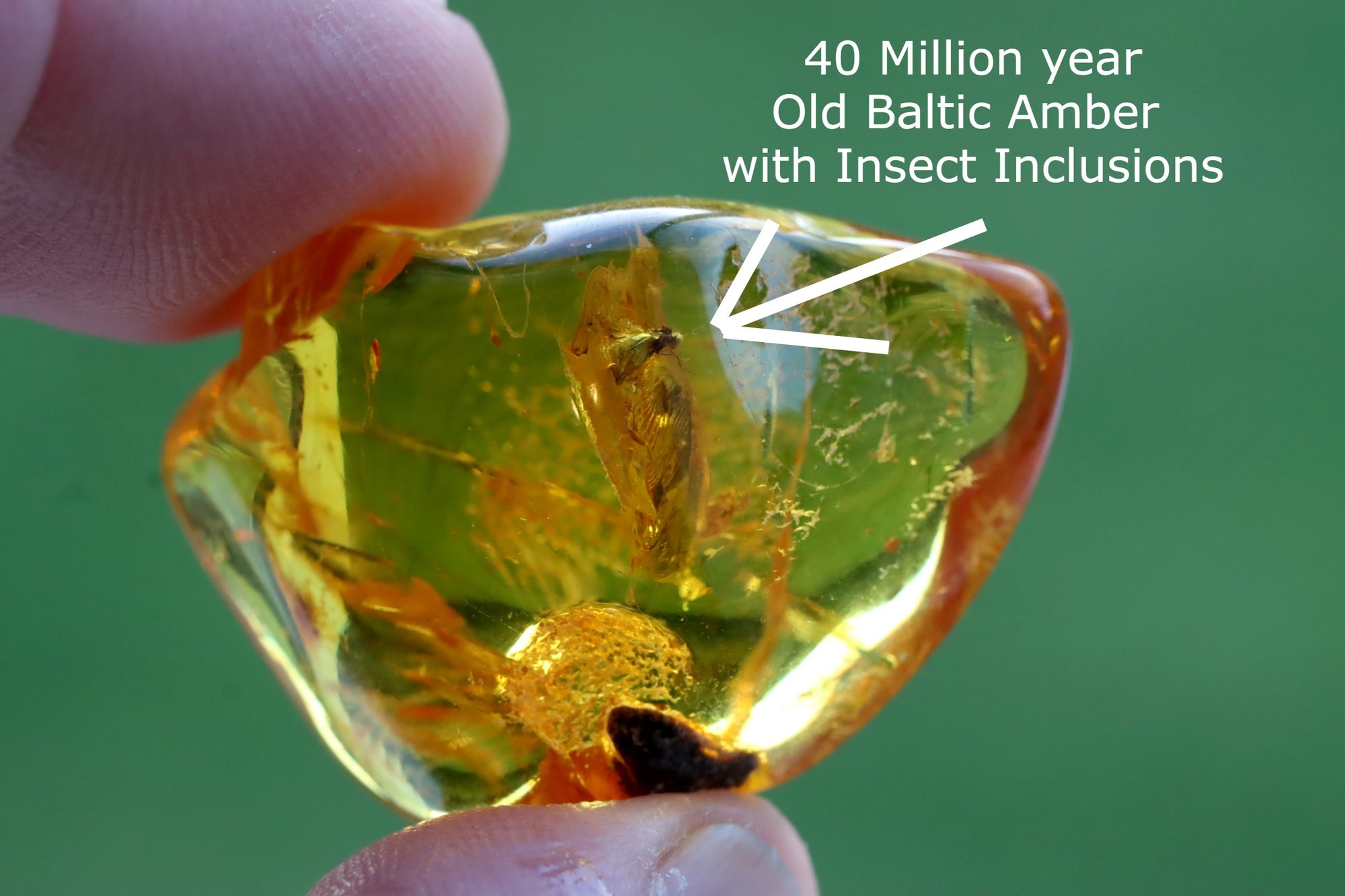 40 Million year Old Baltic Amber with Insect Inclusion.