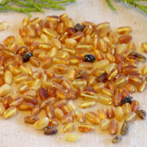 A collection of semi polished bean shaped amber beads with a natural brown color, drilled with a 1mm hole for crafting and jewelry making.