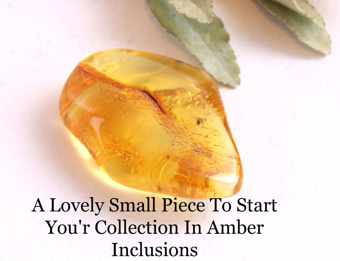 Inclusions Jurassic Amber collectible