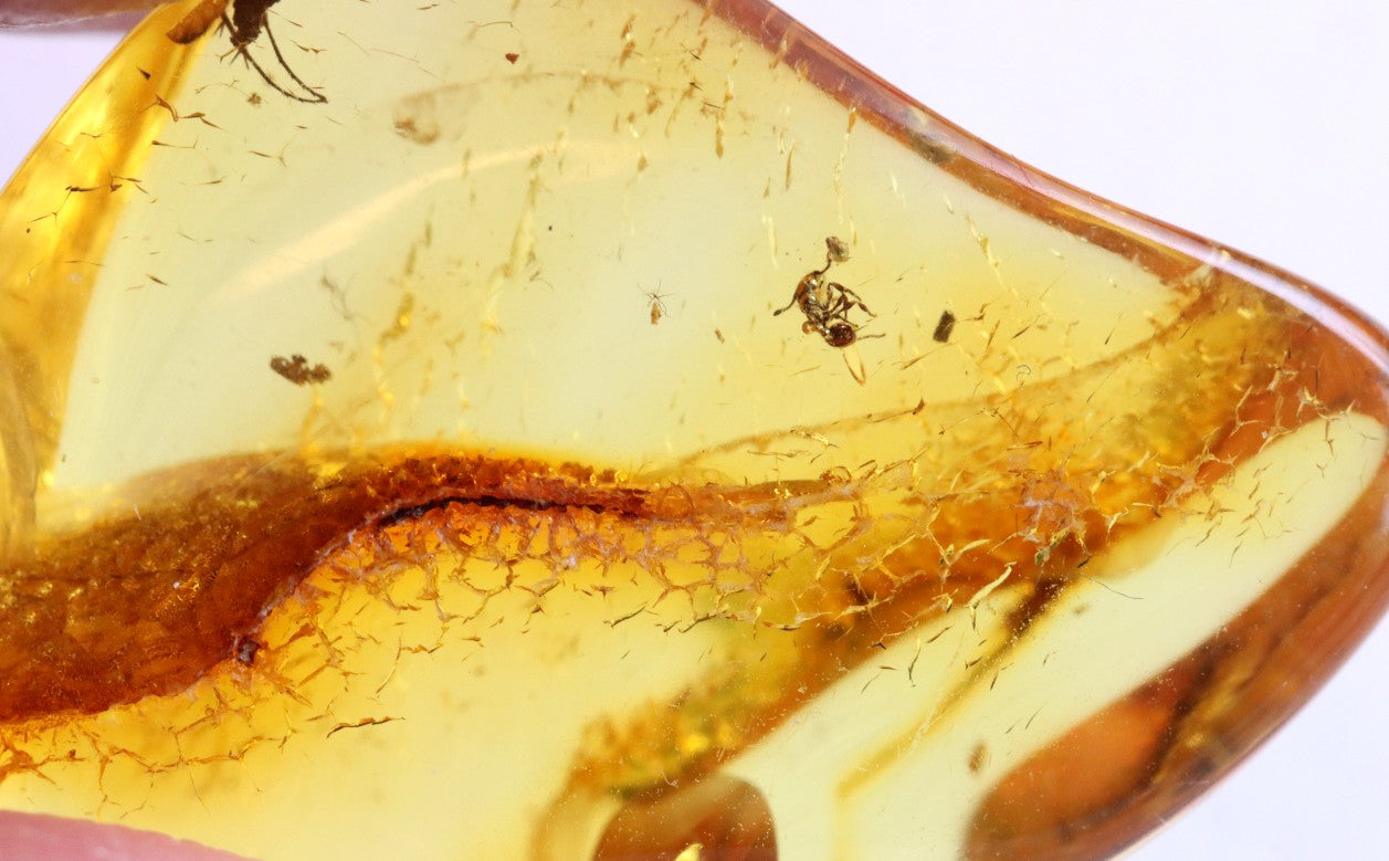 Inclusions Jurassic Amber collectible