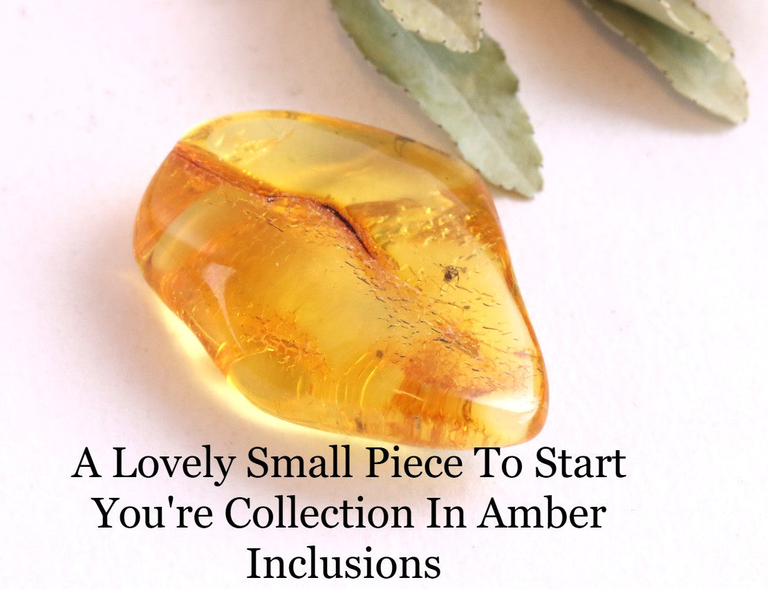 Inclusions Jurassic Amber collectible