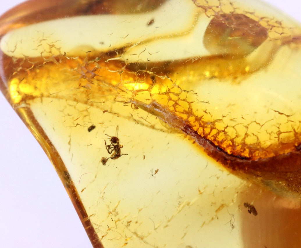 Inclusions Jurassic Amber collectible