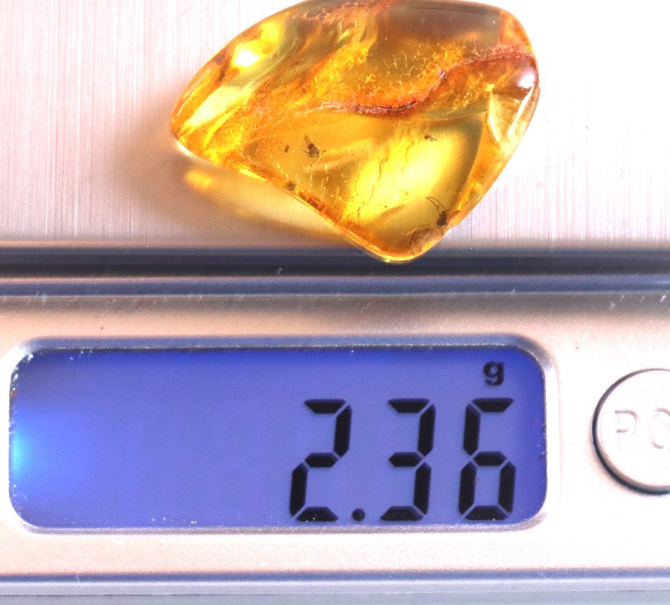 Inclusions Jurassic Amber collectible