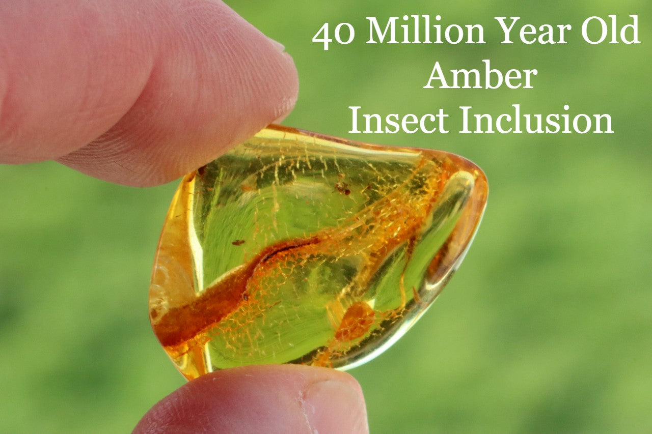 Inclusions Jurassic Amber collectible