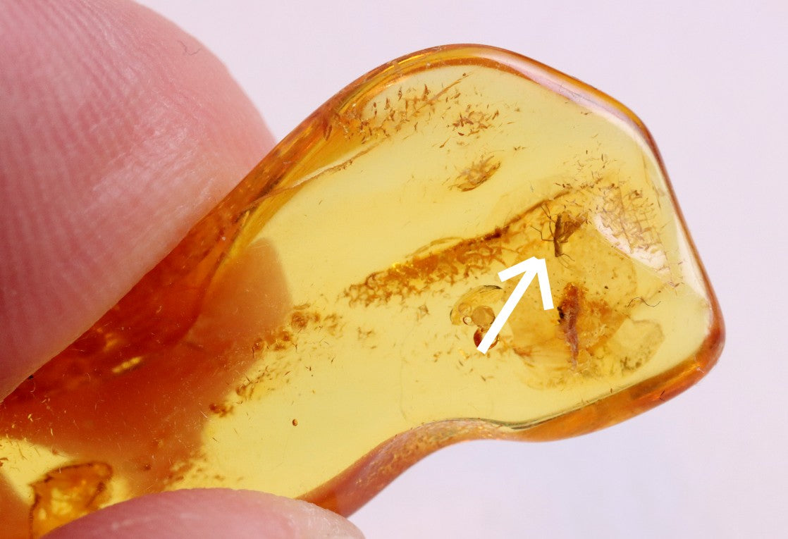 40 Million Year Old Amber Insect