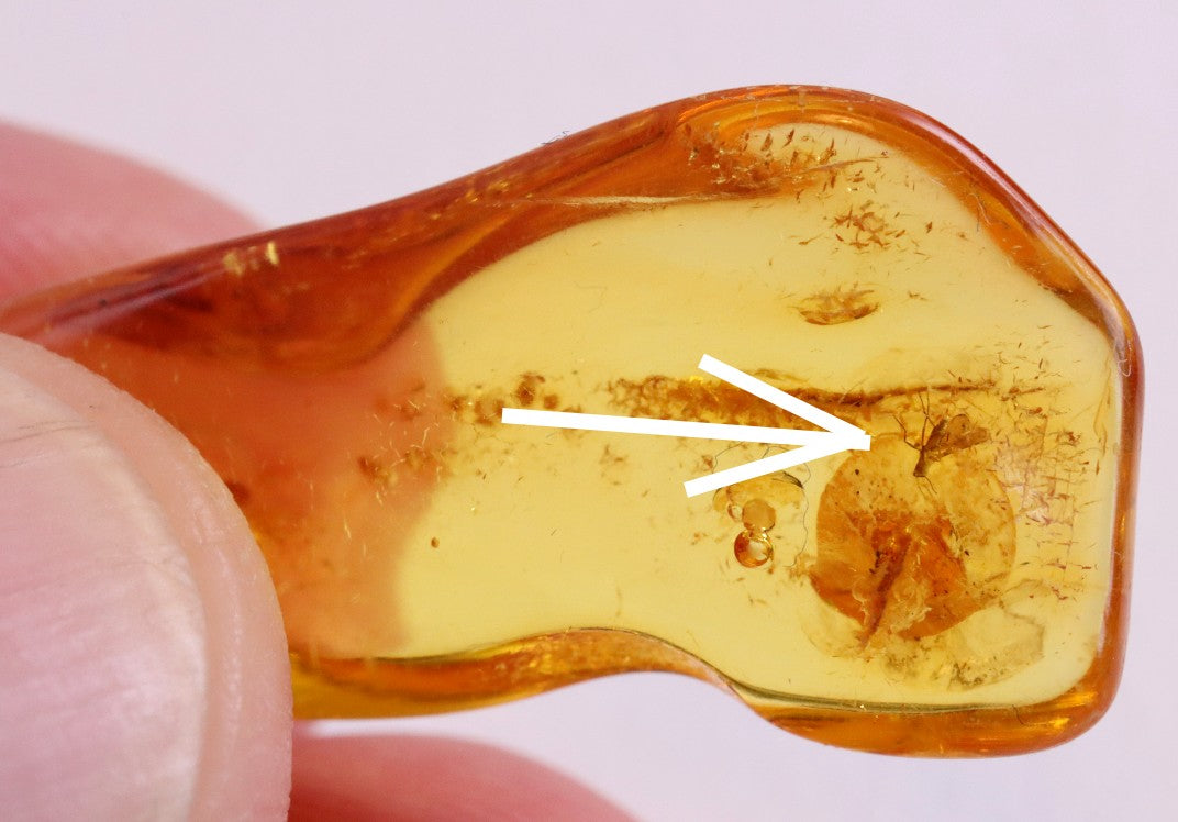 40 Million Year Old Amber Insect