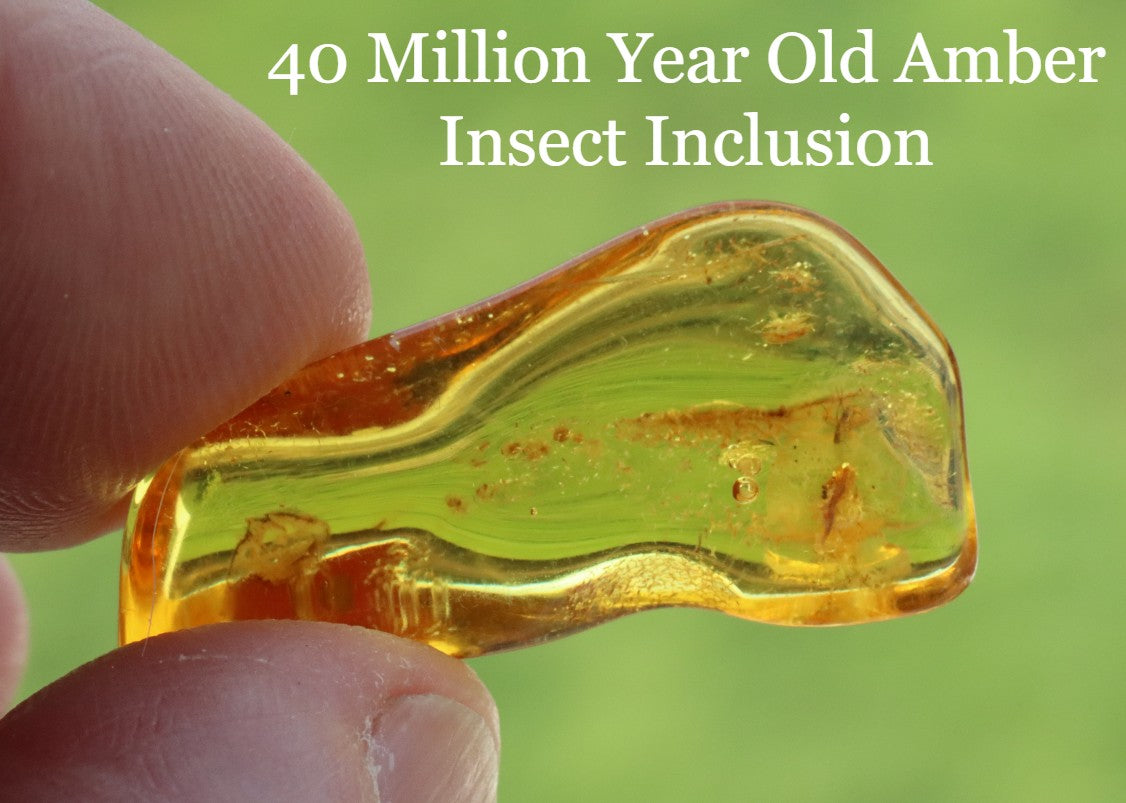 40 Million Year Old Amber Insect