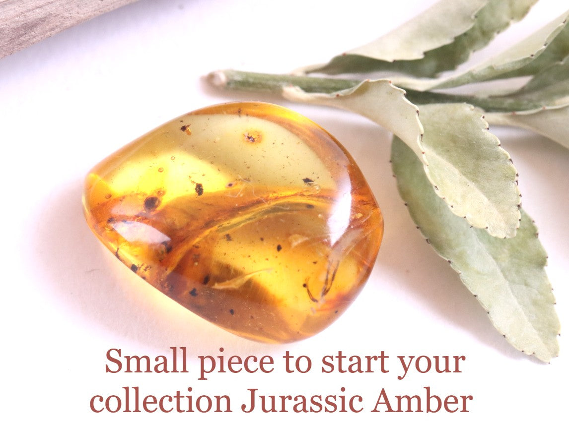 Affordable 40 Million Year Old Amber Insect