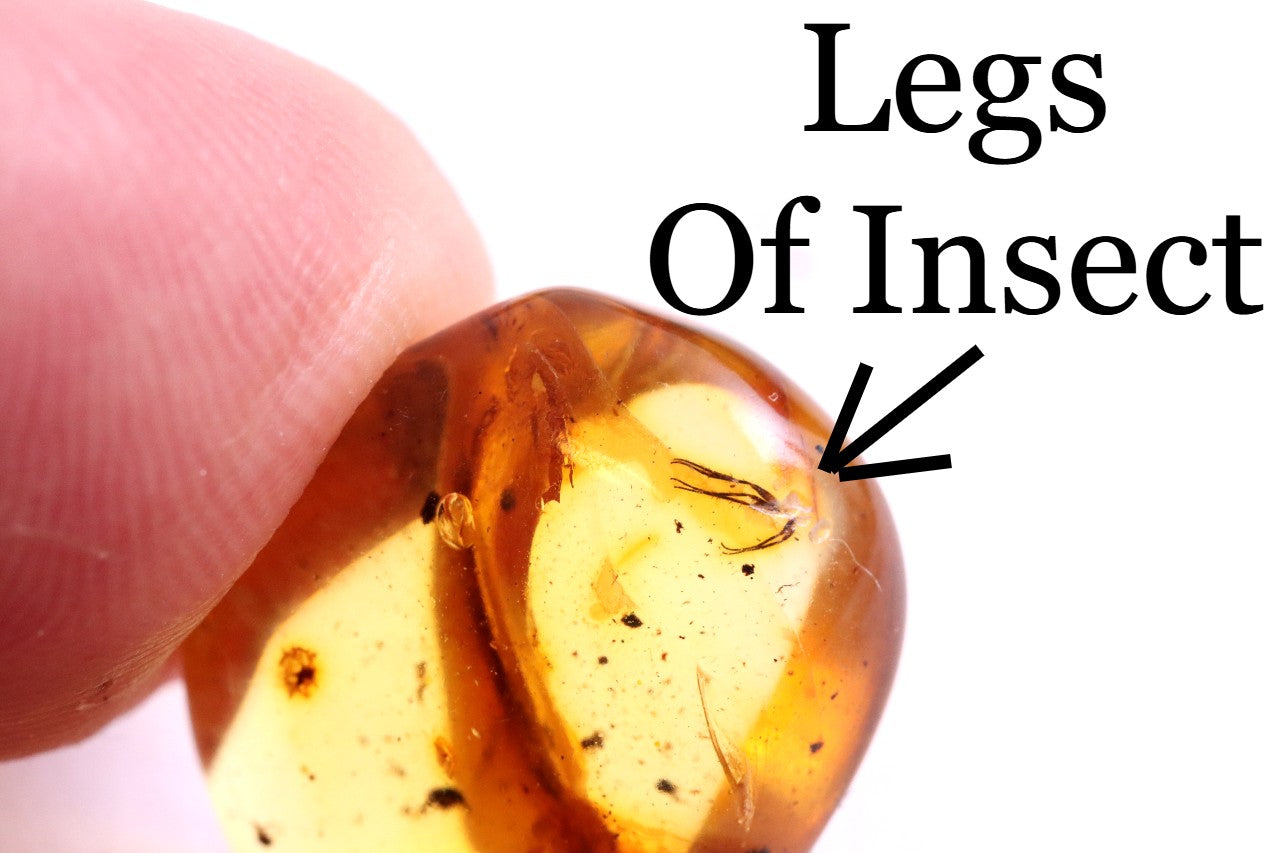 Affordable 40 Million Year Old Amber Insect