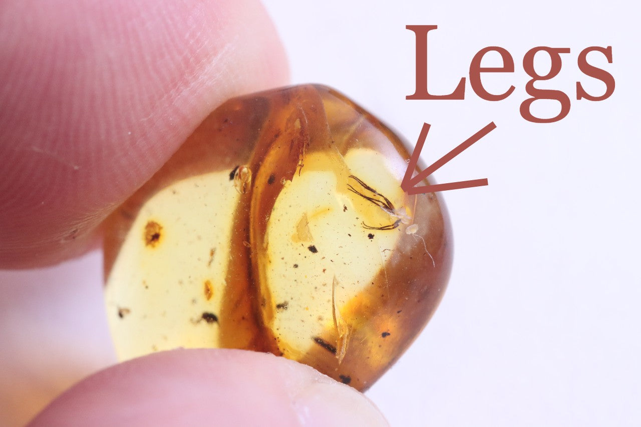 Affordable 40 Million Year Old Amber Insect