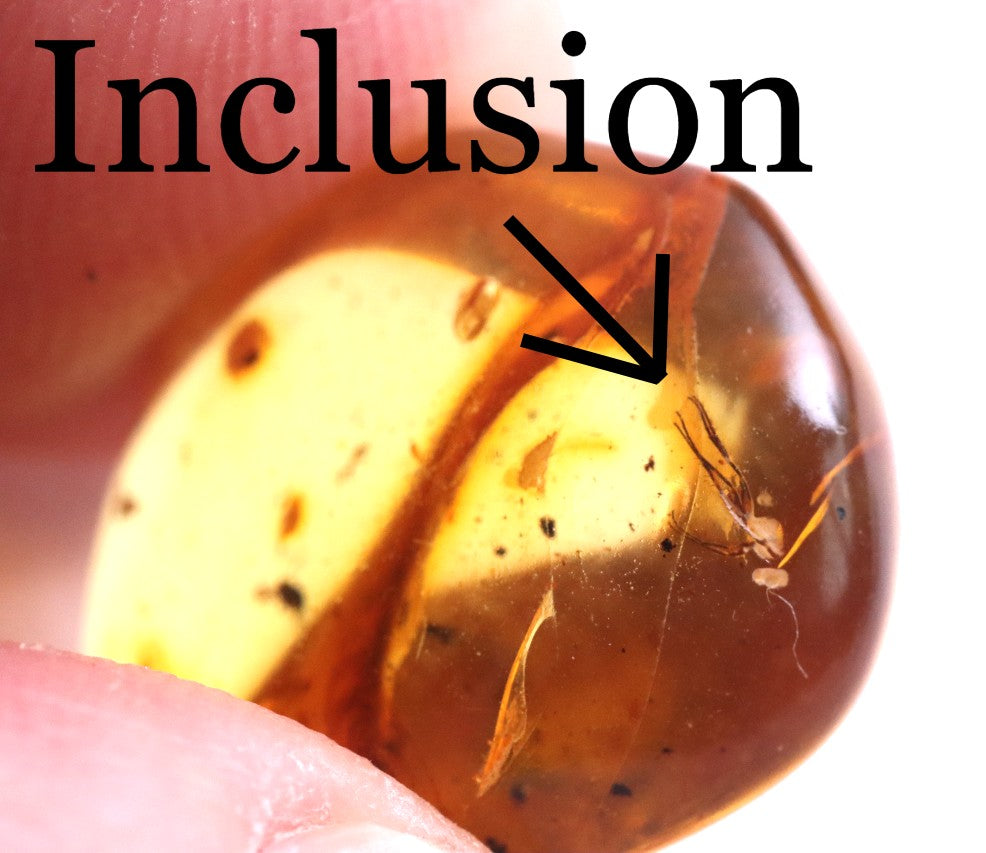 Affordable 40 Million Year Old Amber Insect