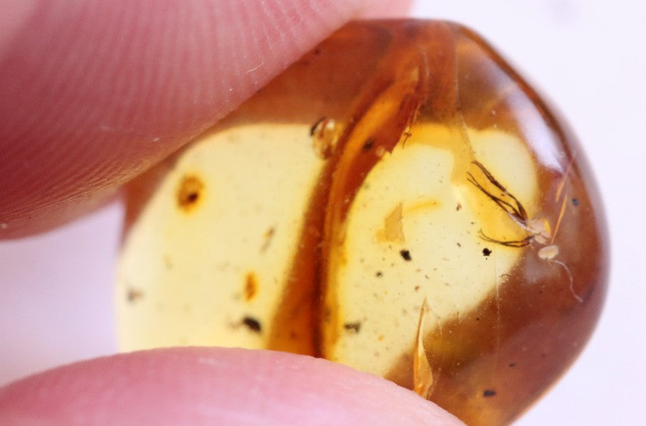 Affordable 40 Million Year Old Amber Insect