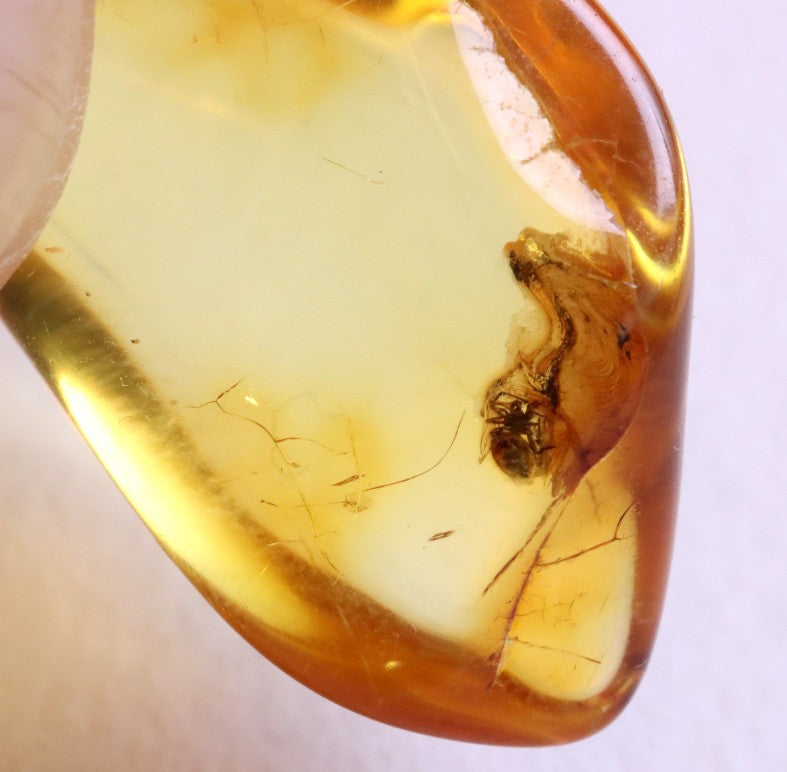 Amber Spider Inclusion