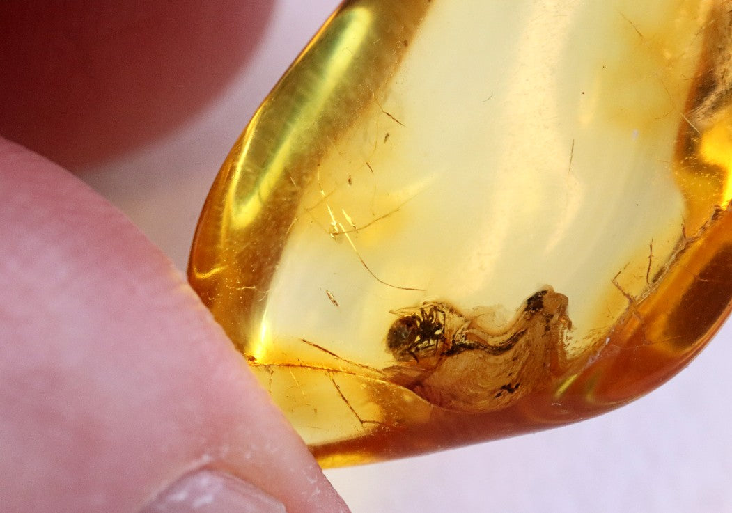 Amber Spider Inclusion