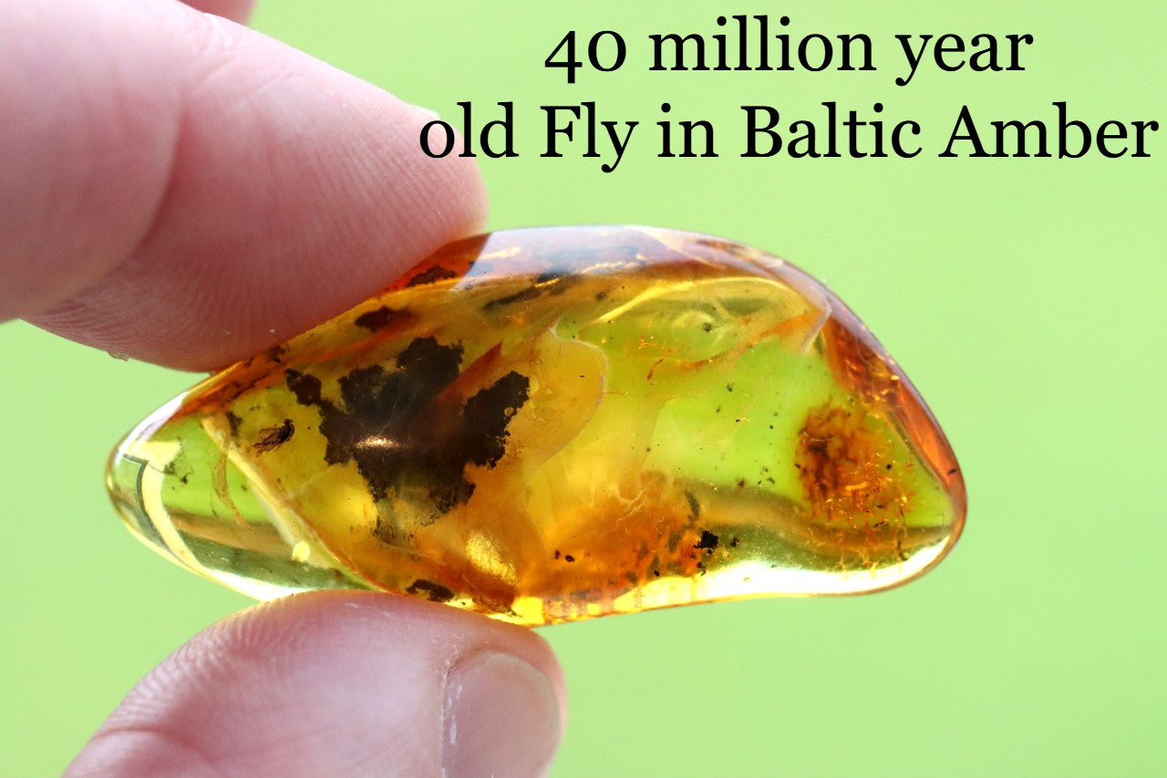 40 million year old Fly in Baltic Amber