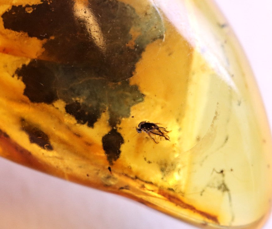 40 million year old Fly in Baltic Amber