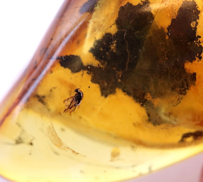 40 million year old Fly in Baltic Amber