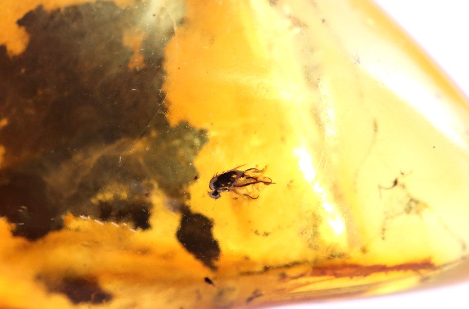 40 million year old Fly in Baltic Amber