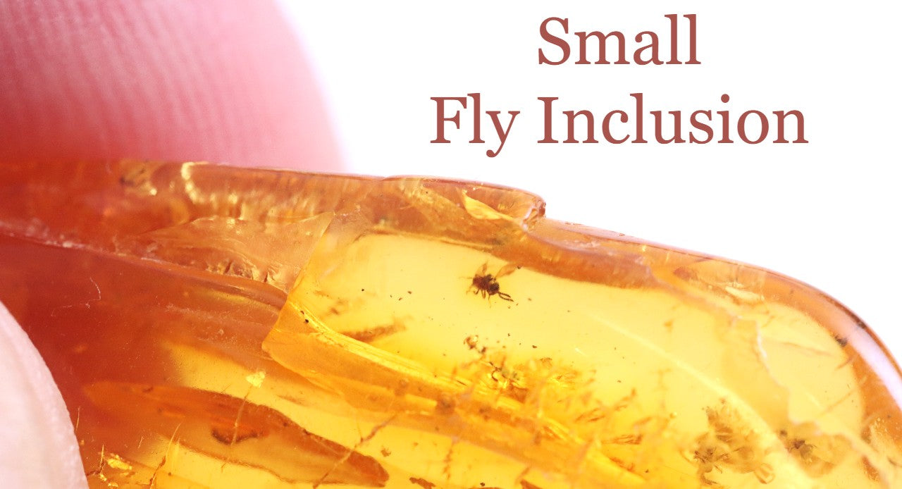 Fly Inclusion Trapped in Amber Collector's Amber gem